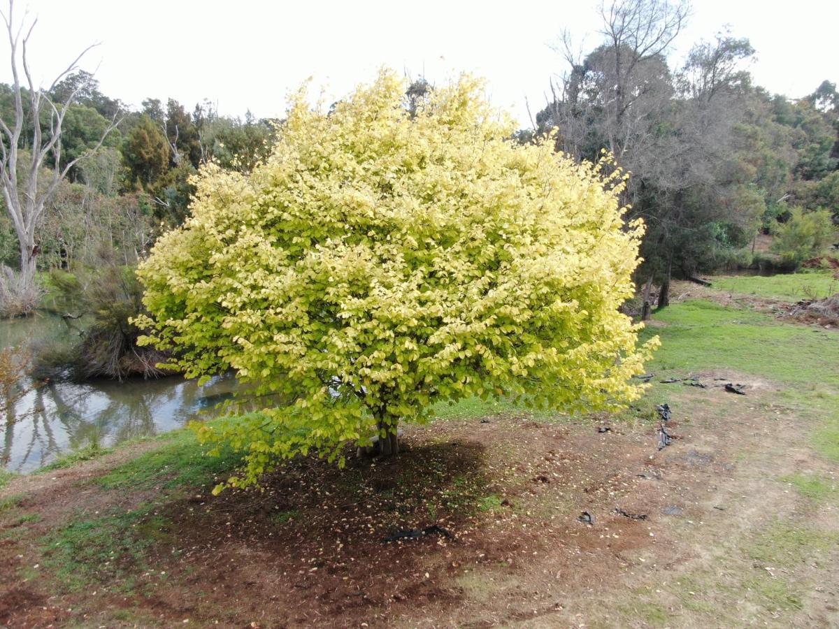 Woodlands Of Balingup Bush Cottages Εξωτερικό φωτογραφία